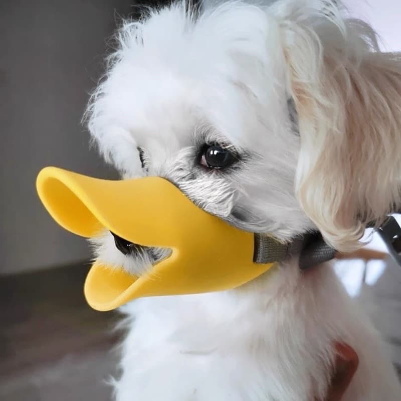 FOCINHEIRA BICO DE PATO COR AMARELA