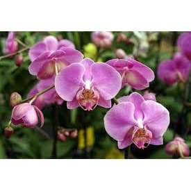 Essência Orquidea Para Aromatizador de Ambiente, Home Spray, Cremes, Sabonetes e Cosméticos - 50ml