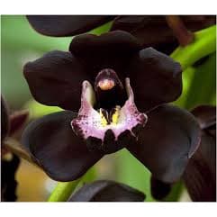 ESSÊNCIA ORQUIDEA NEGRA FLOR DE LOTUS PARA AROMATIZADOR DE AMBIENTE , SHAMPOO , CREMES , SABÃO E COSMÉTICOS - 50ML