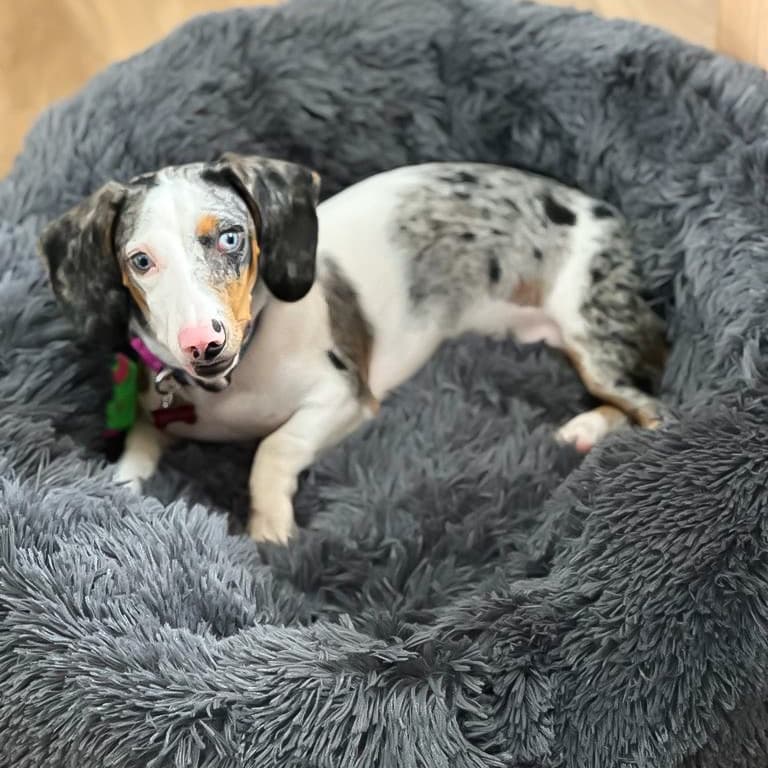 Caminha Nuvem Pet Cama Redonda Para Cachorro Gato Tam Grande 70 cm Pelúcia Macia Confortável