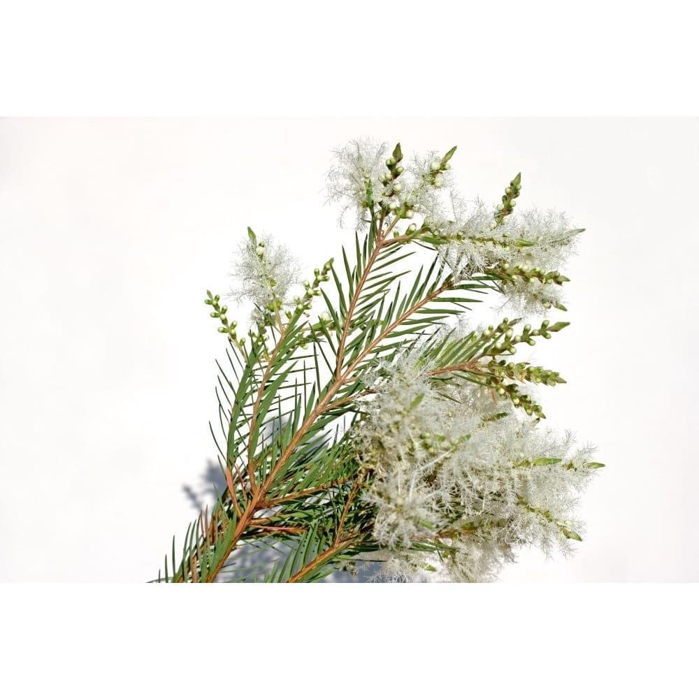 200 Sementes Melaleuca Alternifolia Tea Tree +