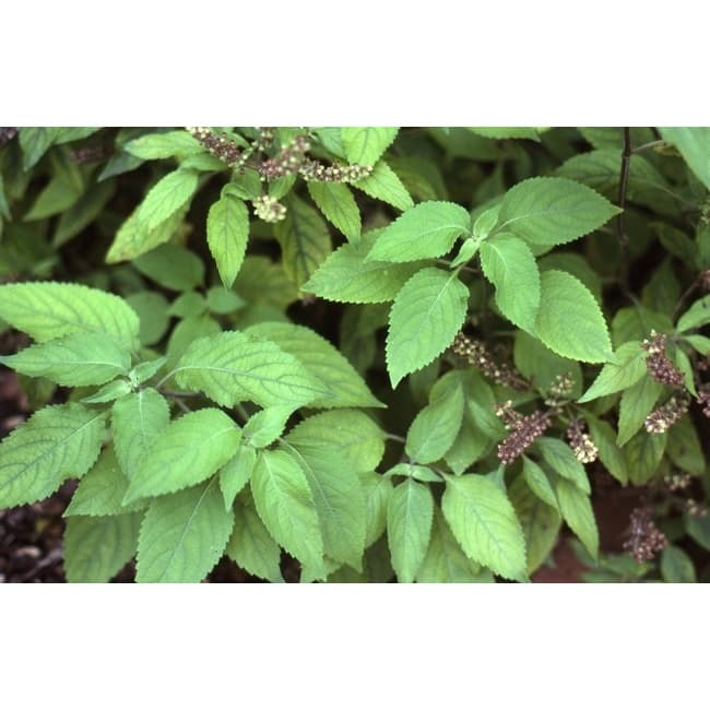 Manjericão Cravo  Clove Basil - Ervas - Sementes Para Mudas