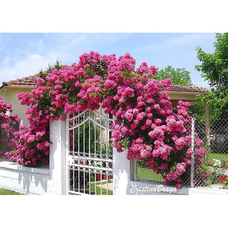 300 Sementes Flor Rosa Trepadeira Pink E Branca P/ Sementes