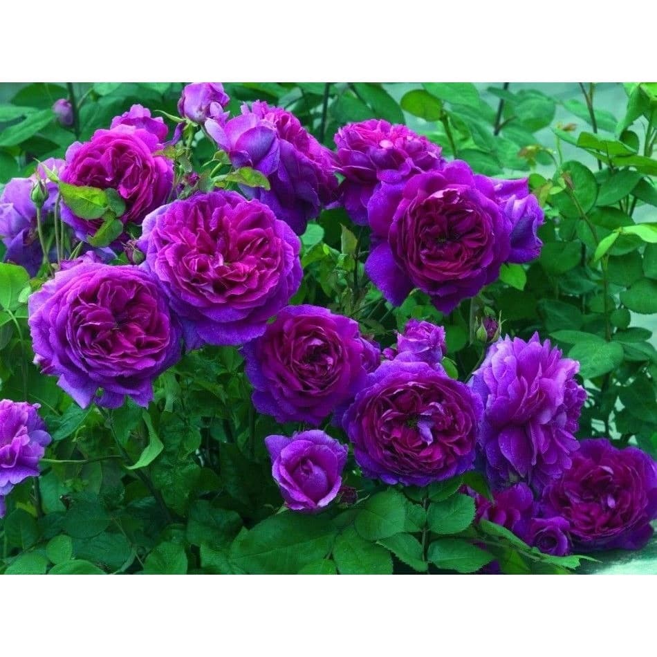 350 Sementes Sadias Flor Rosa Trepadeira Roxa Lilas P/ Sementes Sadias Importadas