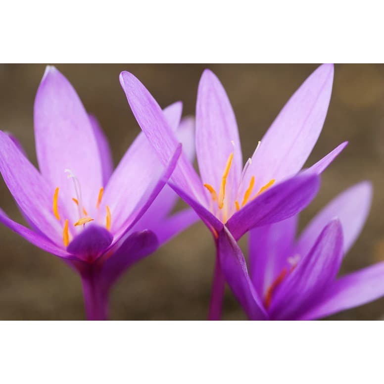 10 Sementes Açafrão Do Prado Colchicum Autumnale Flor P/muda