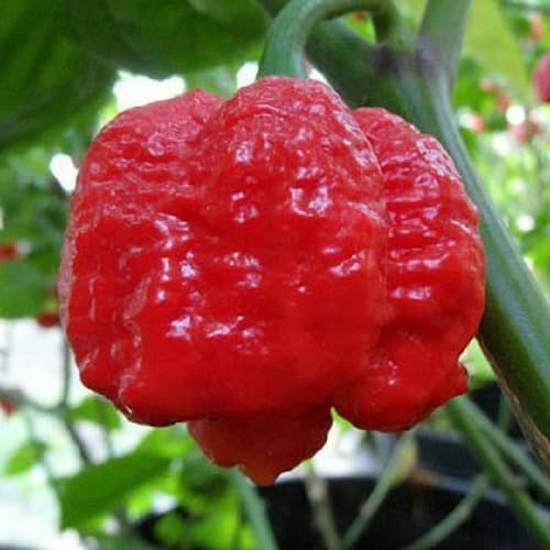 Sementes Da Pimenta Trinidad Scorpion Moruga Pra Horta Vasos