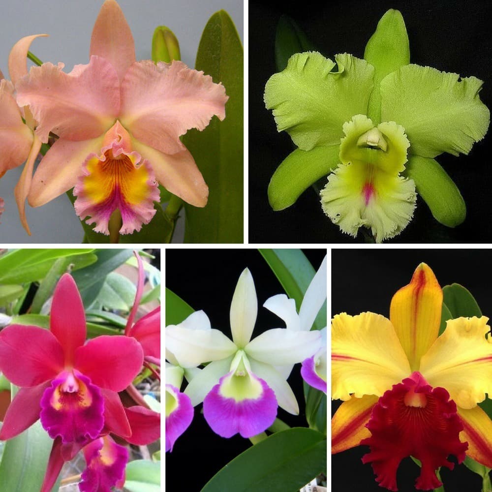 Kit 5 Sementes Sadias De Sementes Sadias Cattleya Pre s Meristemas