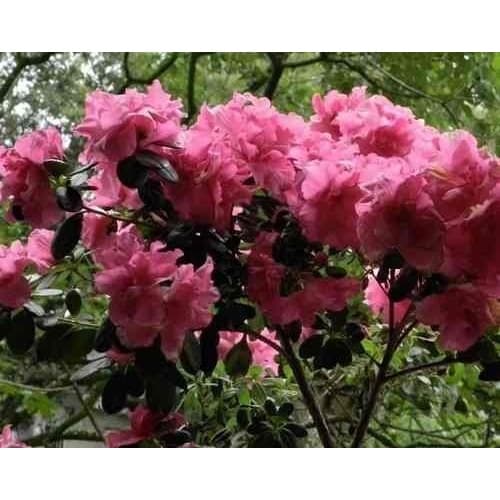 300 Sementes Sadias Da Flor Godétia Azaléia Sortida # Envio Ja