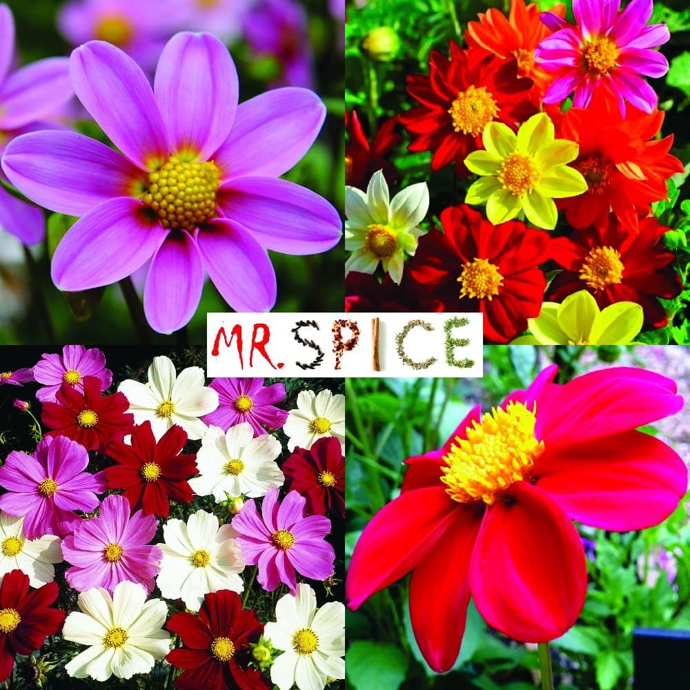 50 Sementes Sadias Da Flor Dalia Multicolorida Para s Ou Jardim