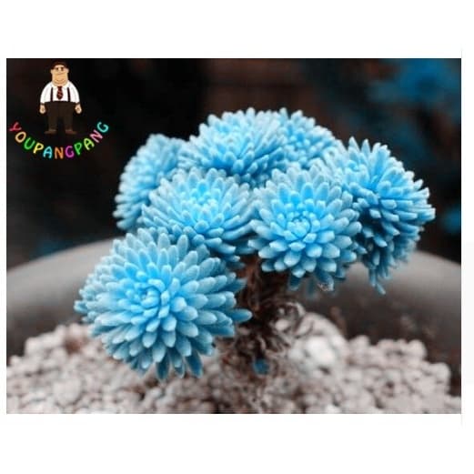 20 Sementes Sadias De Suculentas Multiceps Sedum Azul P/ Sementes Sadias*****