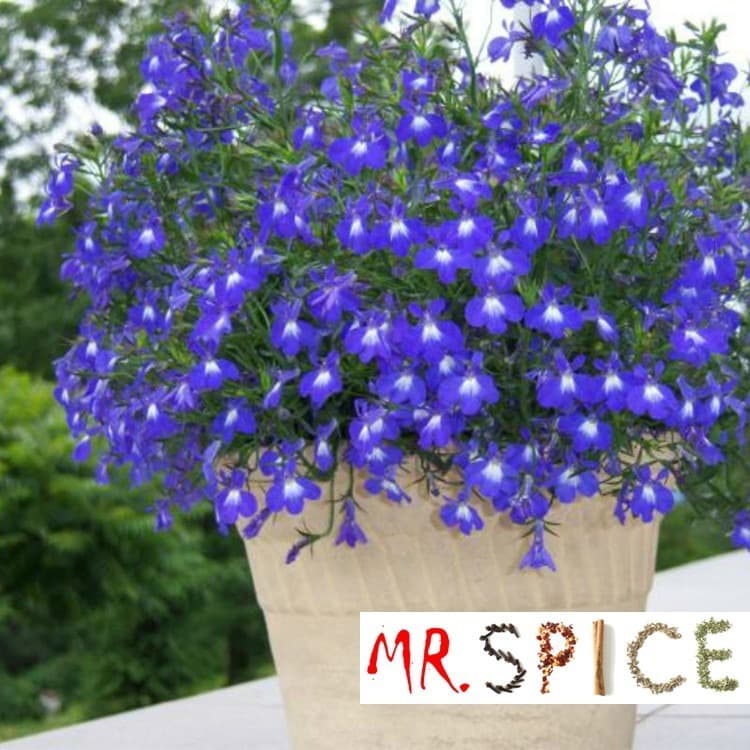 Flor Lobelia Cambridge Blue Azul Verdadeiro 300 Sementes