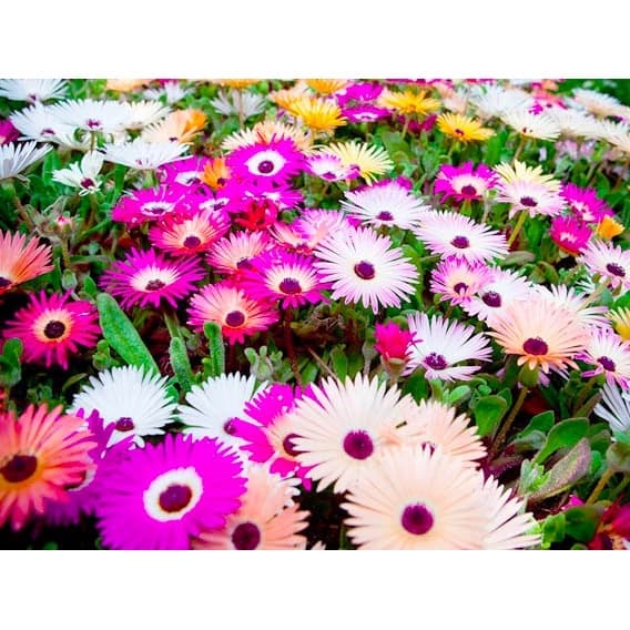 300 Sementes Sadias Da Belíssima Flor Ficóide Tapete Mágico!!!