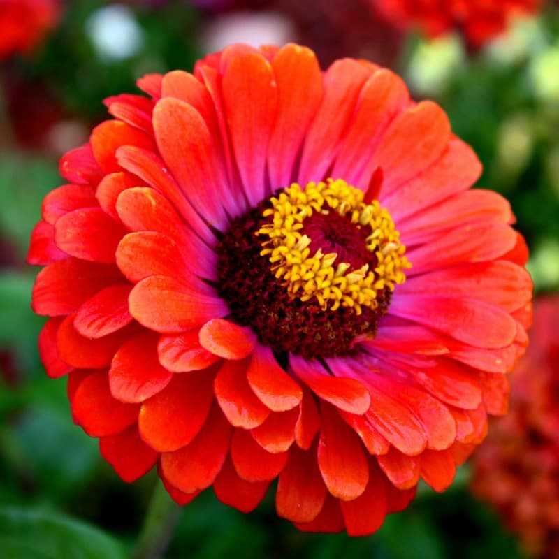 150 Sementes Da Flor Zínia Gigante Multicoloridas E Sortidas