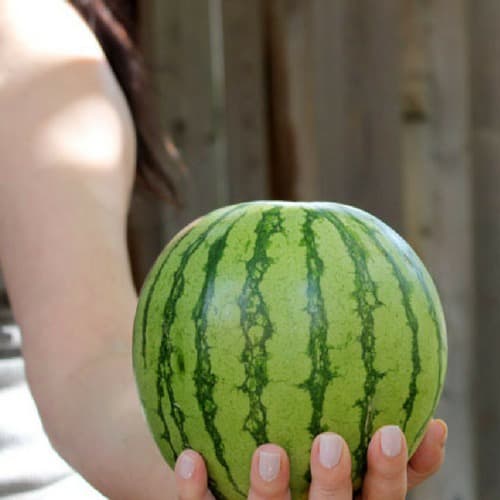 20 Sementes De Melancia Anã Ideal Pra Plantar Em Vasos