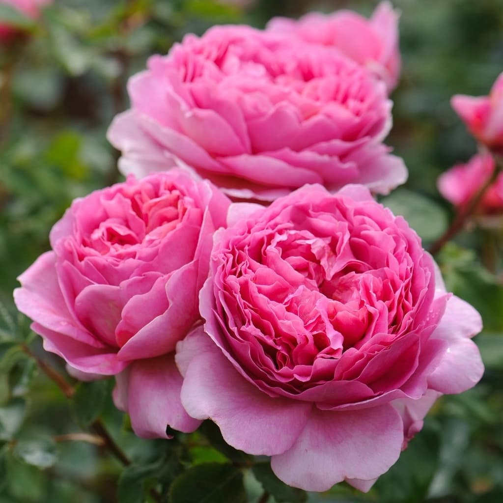 Rosa Inglesa Princess Alexandra Of Kent Sementes Sadias Para Sementes Sadias