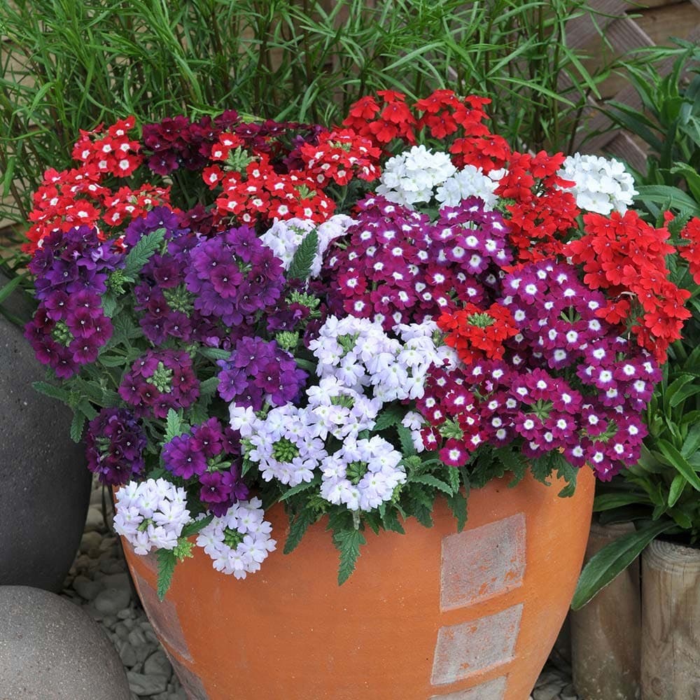 200 Sementes De Verbena Anã Nana Ornamental Flor Para Vasos