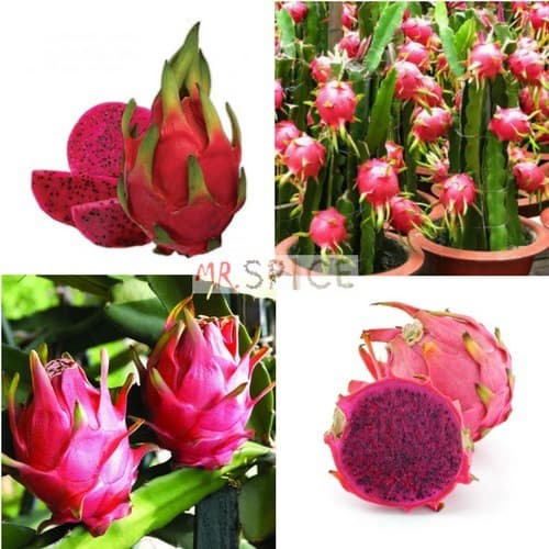 50 Sementes Sadias De Pitaya Vermelha - Raridade - -