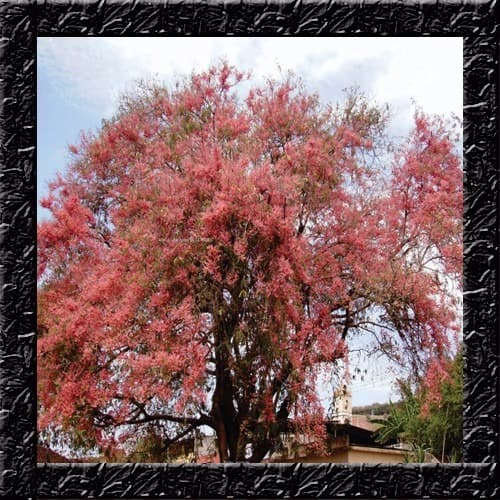 Cassia Grandis - Acassia Rosa Acacia - Sementes Sadias Para Sementes Sadias