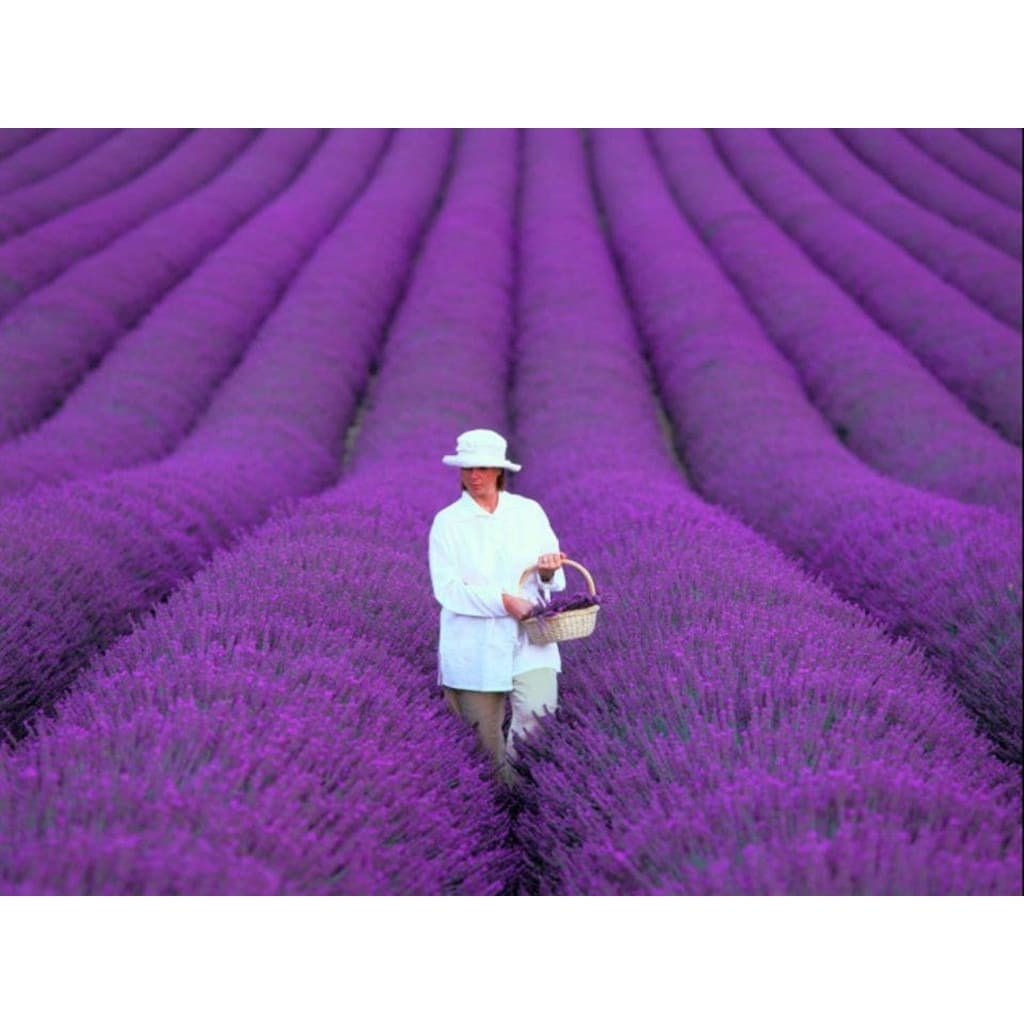 130 Sementes Sadias Importadas De Alfazema Lavanda Francesa Flor
