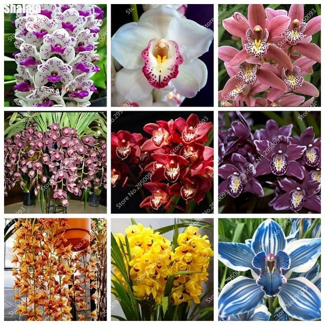 350 Sementes Sadias Mix De 22 Cores Raras Sementes Sadias Cymbidium
