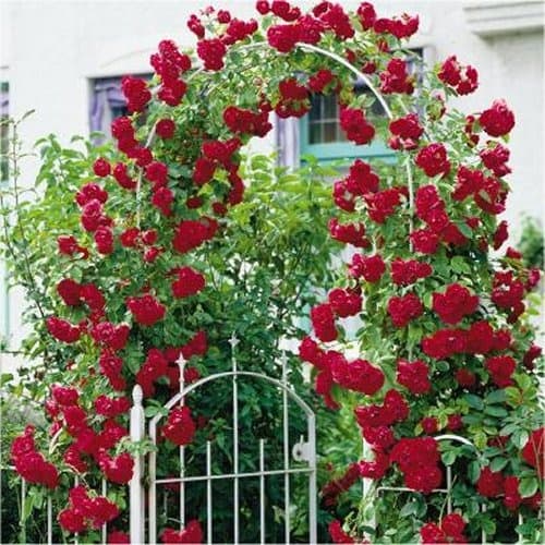 Rosa Trepadeira Dark Red 300 Sementes Sadias Flor Para Sementes Sadias