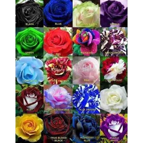 Sementes Sadias D Rosa Verde Azul Arco-iris Roxo Pink E Outras