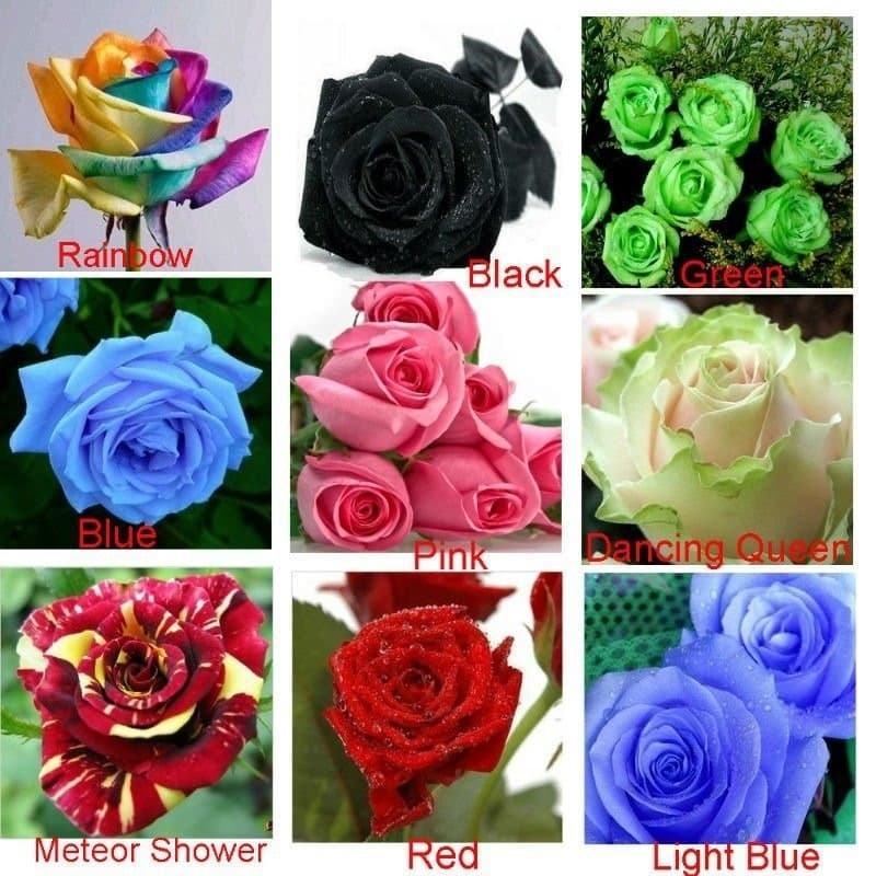199 Sementes Sadias De Rosa Rosa Coloridas Raras Exóticas P/Sementes Sadias