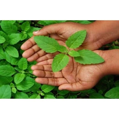 350 Sementes Sadias Manjeiricão Santo Ocimum Sanctum Tulsi Tenuiflorum