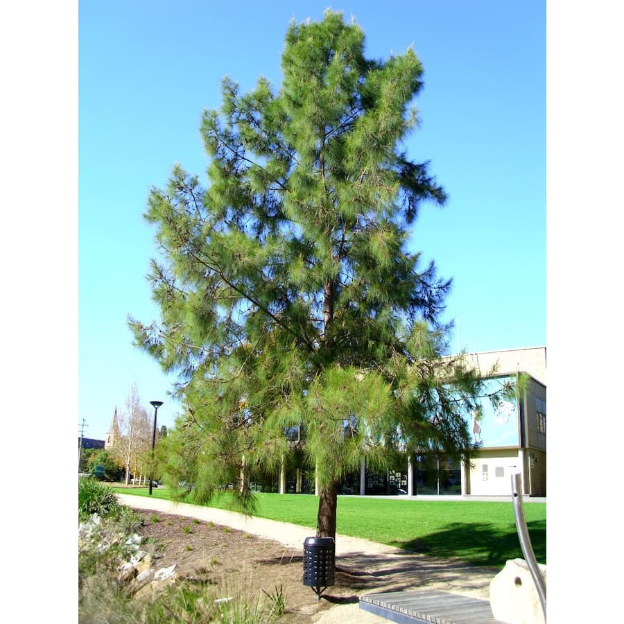 30 Sementes Pinheiro Casuarina Arvore Beira Mar Bonsai