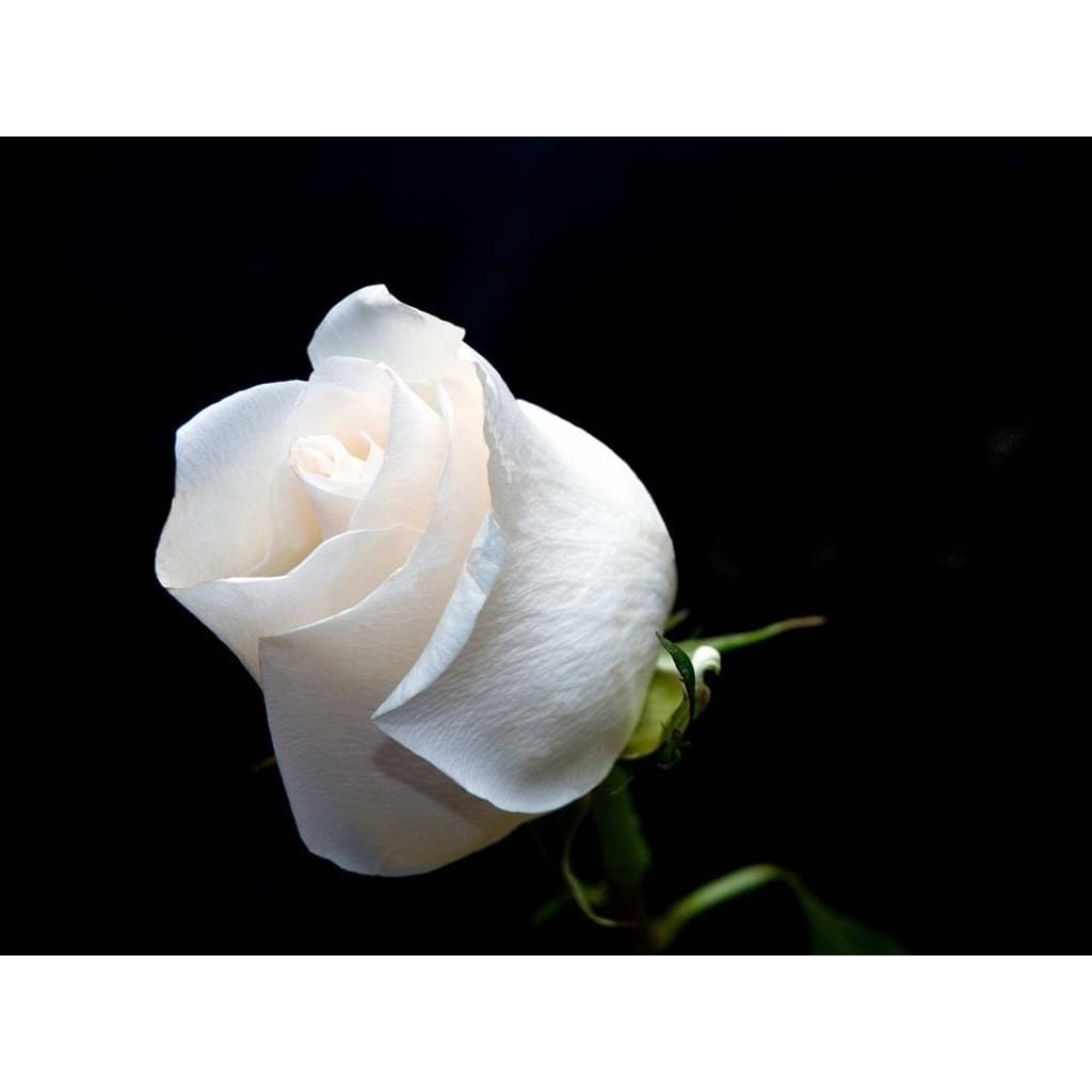 Rosas Branca, Amarela, Laranja E Lilas (Sementes Sadias)