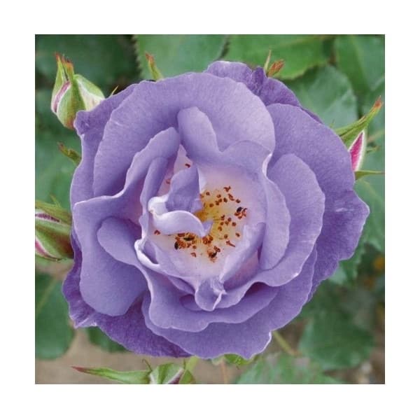 Rosa Trepadeira Light Blue Sementes Sadias Flor Para Sementes Sadias