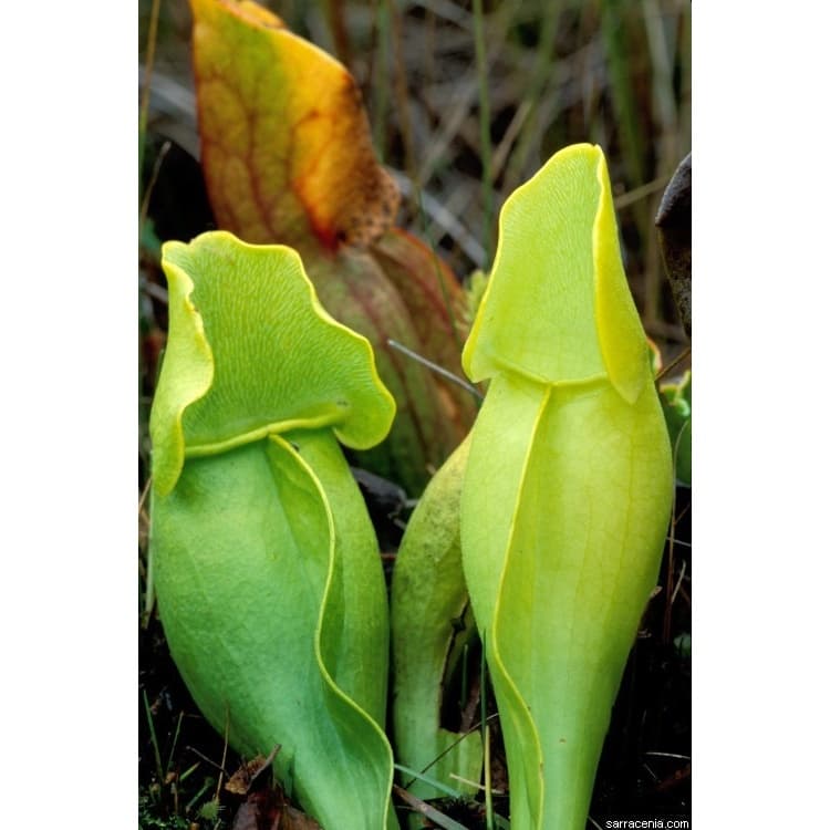 350 Sementes Sadias Planta Carnivora Sarracenia Heterophylla P/ Muda