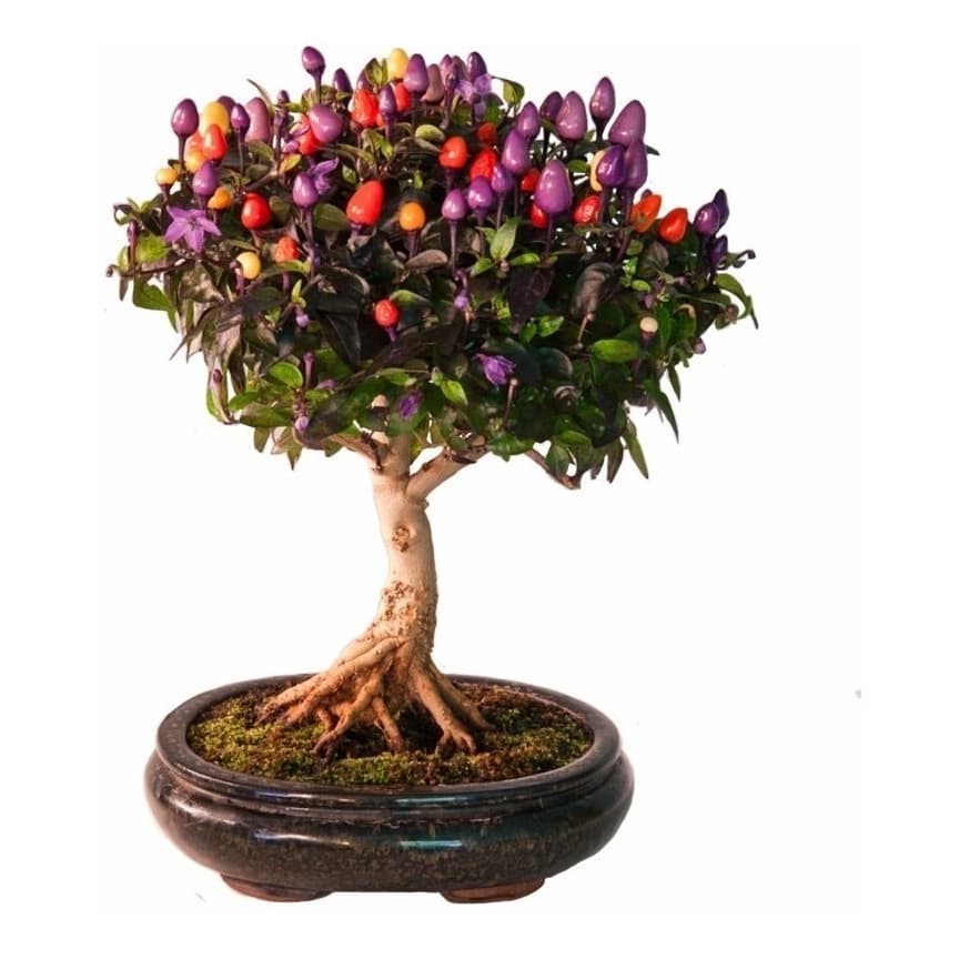 350 Sementes Sadias Pimenta Boliviana Arco-íris Flor P/ Mudas
