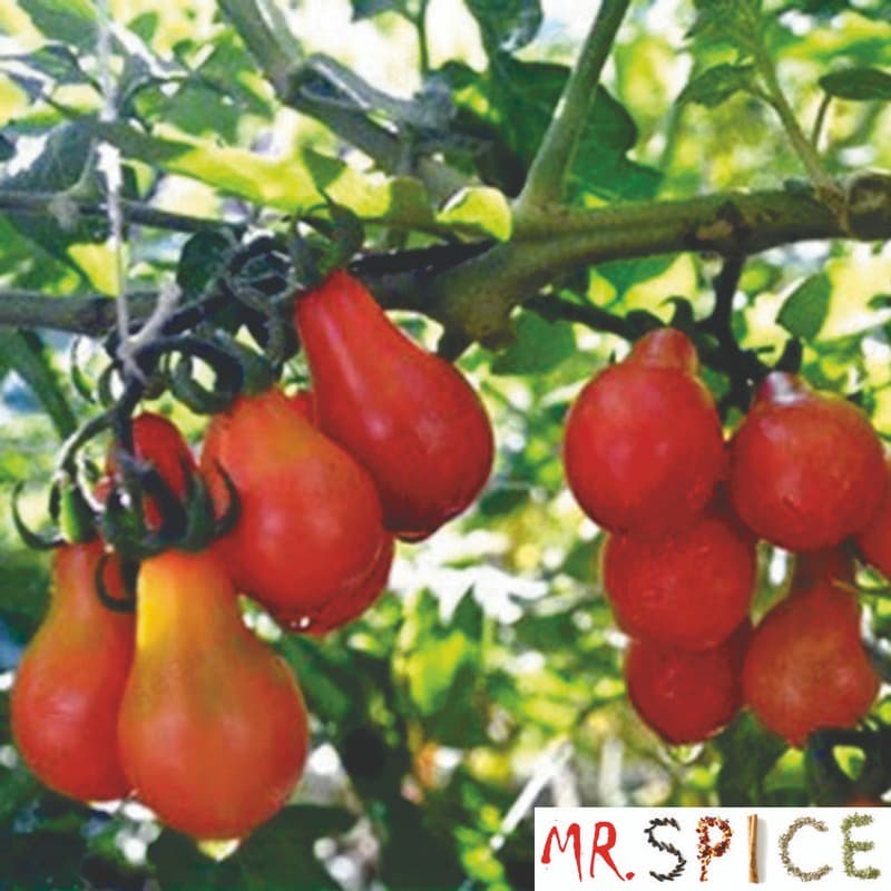 150 Sementes Tomate Pera Vermelho Para Mudas Vaso Ou Horta