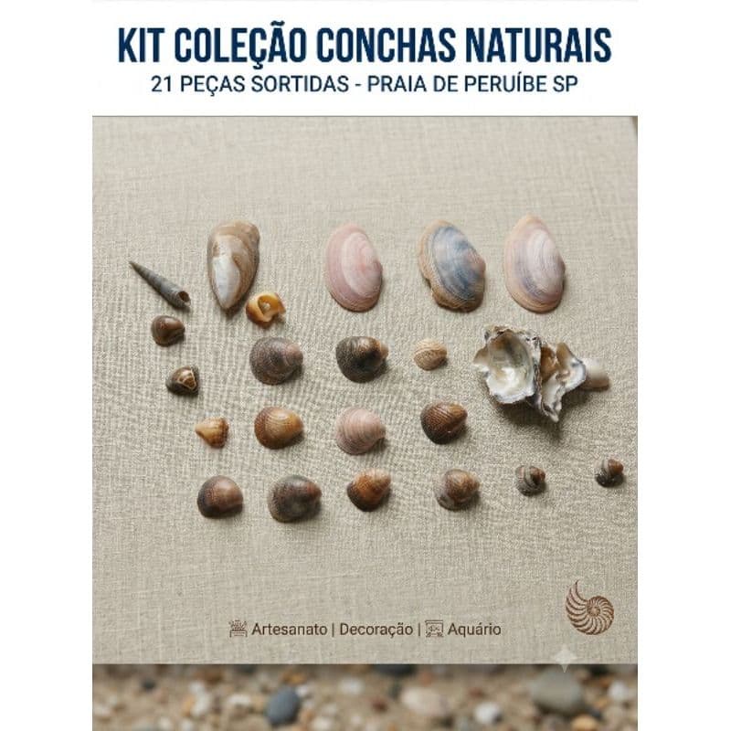 Kit Conchas Marinhas Naturais Coleta Peruíbe 21 Unidades Sortidas Para Artesanato Decoração