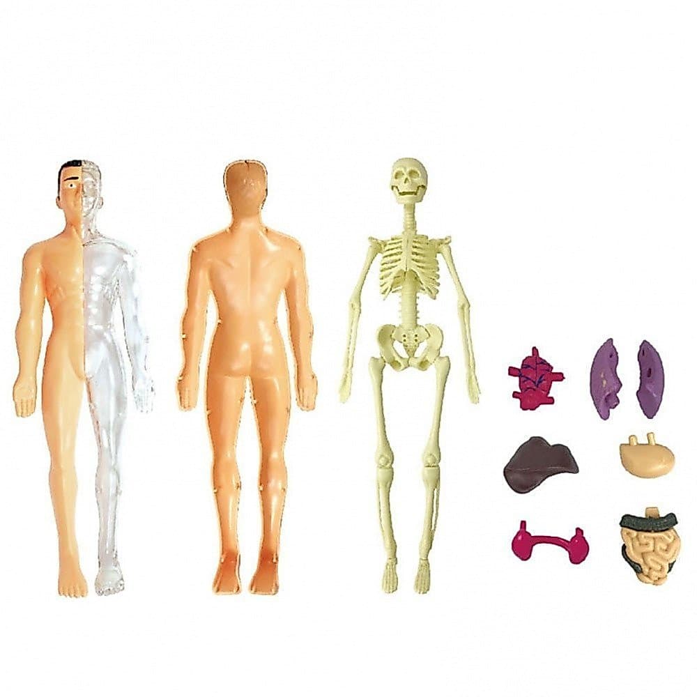 Brinquedos Modelo Do Corpo Humano Para Crianças , Conjunto Realista De Exposição De Anatomia Humana (Cérebro , Coração ,
