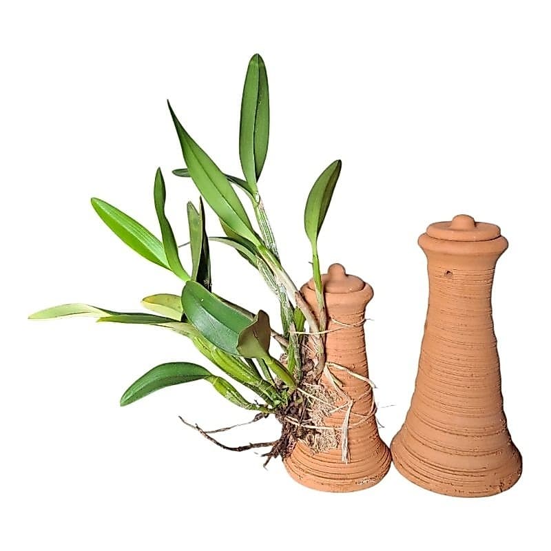vaso orquídeas barro,kit 2 unidades ,suspenso enraizador com reservatório de água tampa moringa(Não acompanha planta)