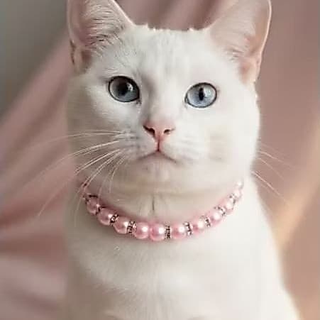 Coleira de Pérolas Luxo com Detalhes em Prata - Para Cachorro e Gato - Rosa, Branco ou Azul - PP ao G