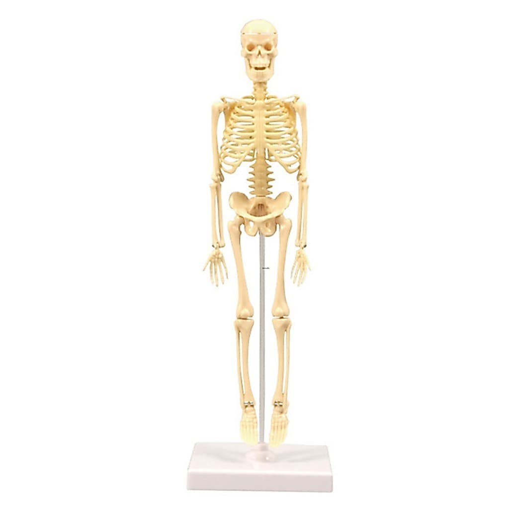 15 Pcs Mini Kit De Brinquedo Modelo De Esqueleto Humano-Fácil De Montar Para Crianças De 7 Anos Ou Mais