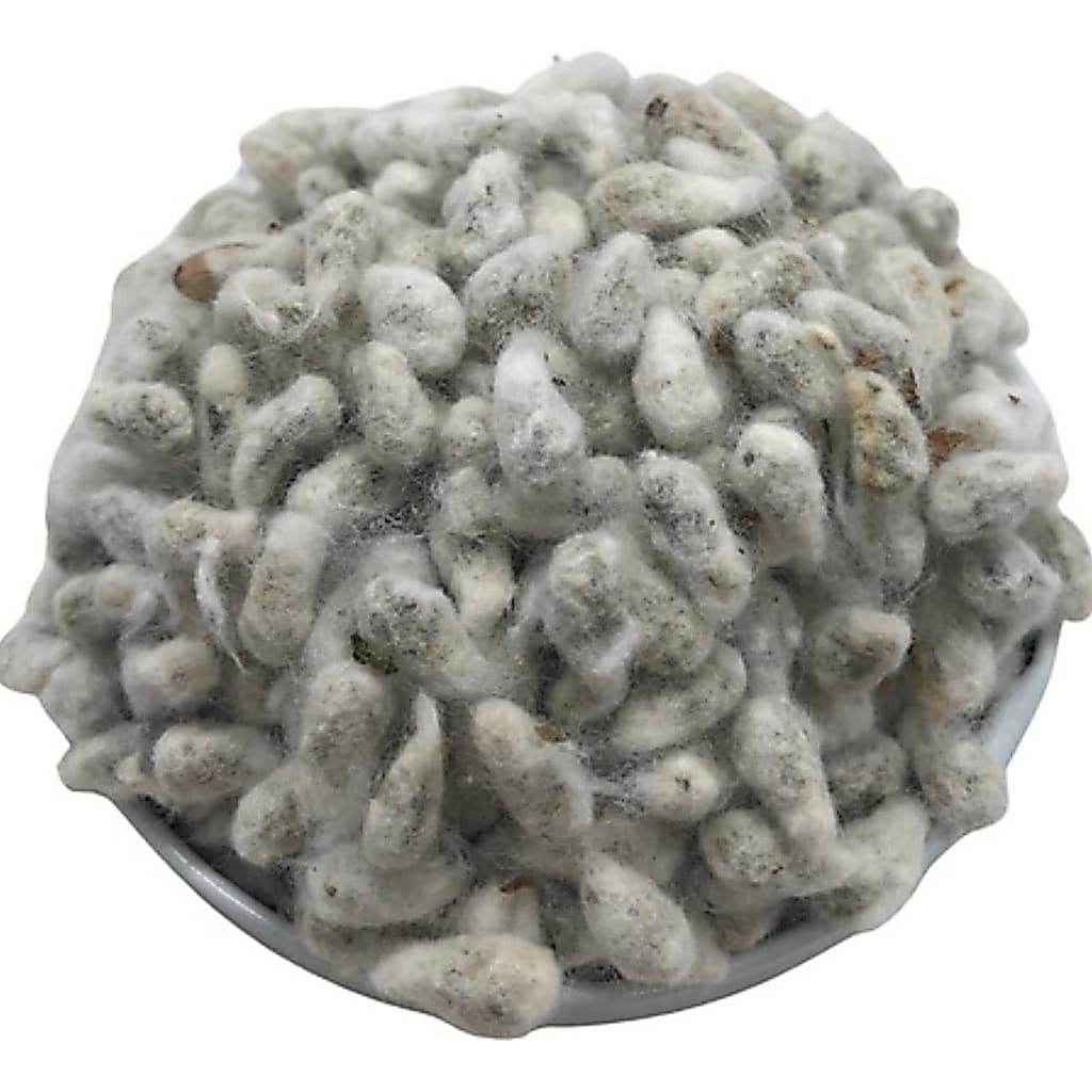1000 Sementes de Algodão para Plantio (Gossypium) Alta Germinação | Jardim, Horta e Cultivo Caseiro