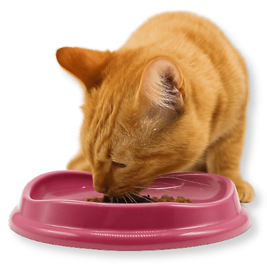 Comedouro Raso p/ Gatos Atóxico Perfeito para Saches Não Incomoda os Bigodes Várias Cores