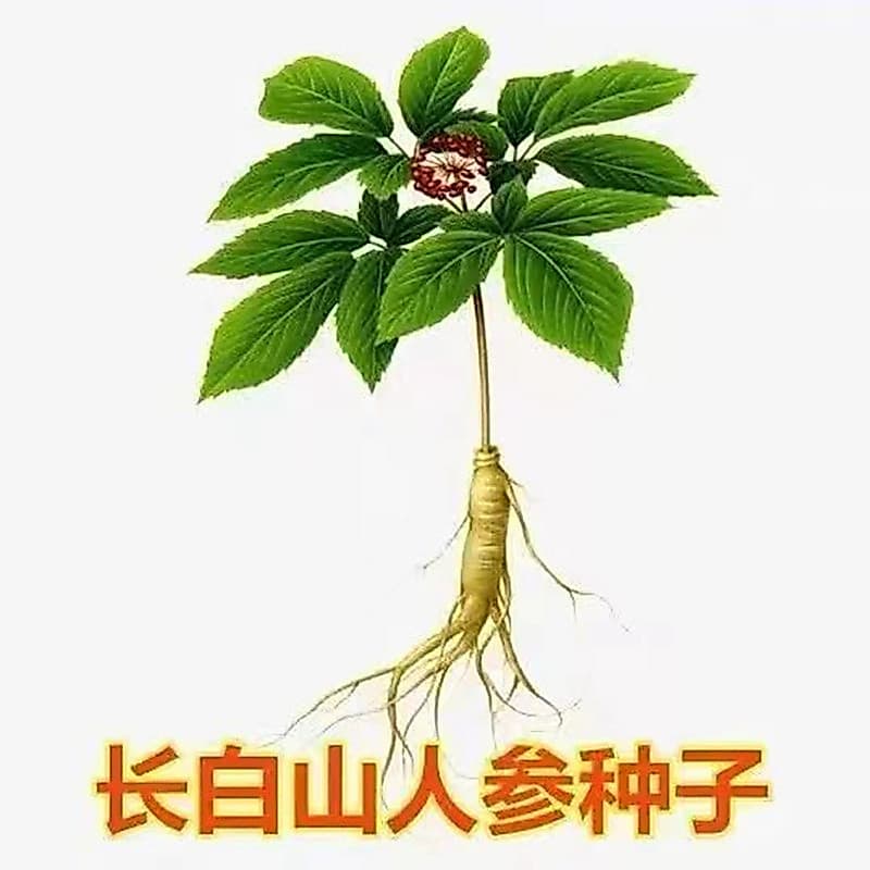 50 Sementes de Ginseng Panax Schin Rare para Plantio | Erva Medicinal | Germinação Fácil | Jardim e Hortas