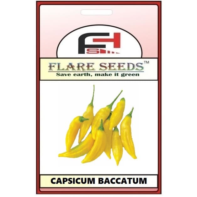 5 sementes pimenta aji lemon drop (capsicum baccatum)