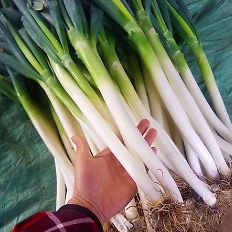 Sementes de Cebolinha Verde Gigante 200-500 un | Orgânicas p/ Horta Jardim Vasos | Alta Germinação