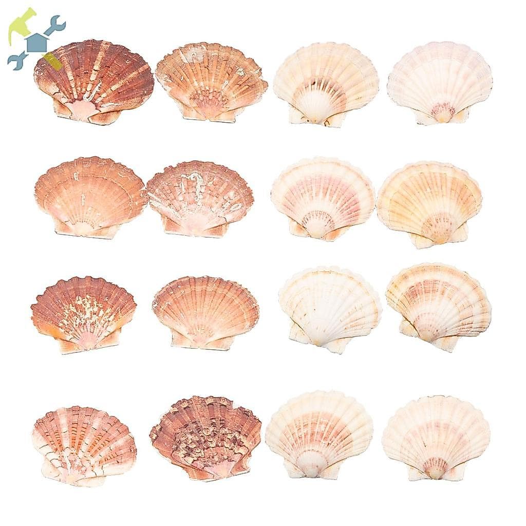 16 Pçs Concha Natural De Vieira Plana E Molusco Gigante Fazer Vento Carrilhão Pintura Arte SHOPCYC0923