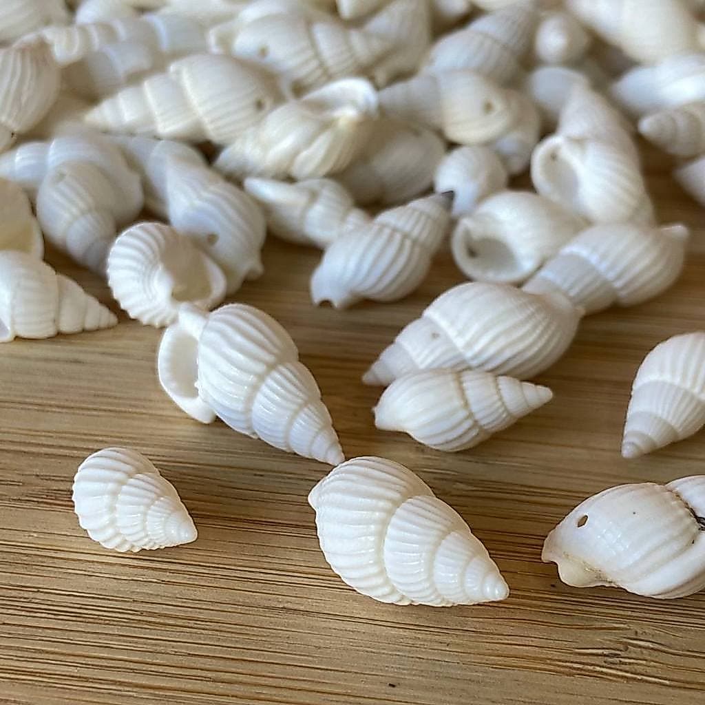 Aplique Concha Caracol 1,5 cm branco Pacote Com 10 ou mais unid