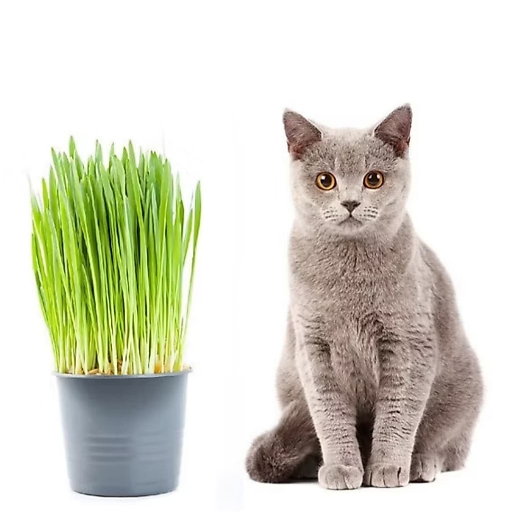 Graminha para Gatos Kit c/ 1 vaso flexivel  | Auxilia Digestão e Reduz Bolas de Pelo 150gr