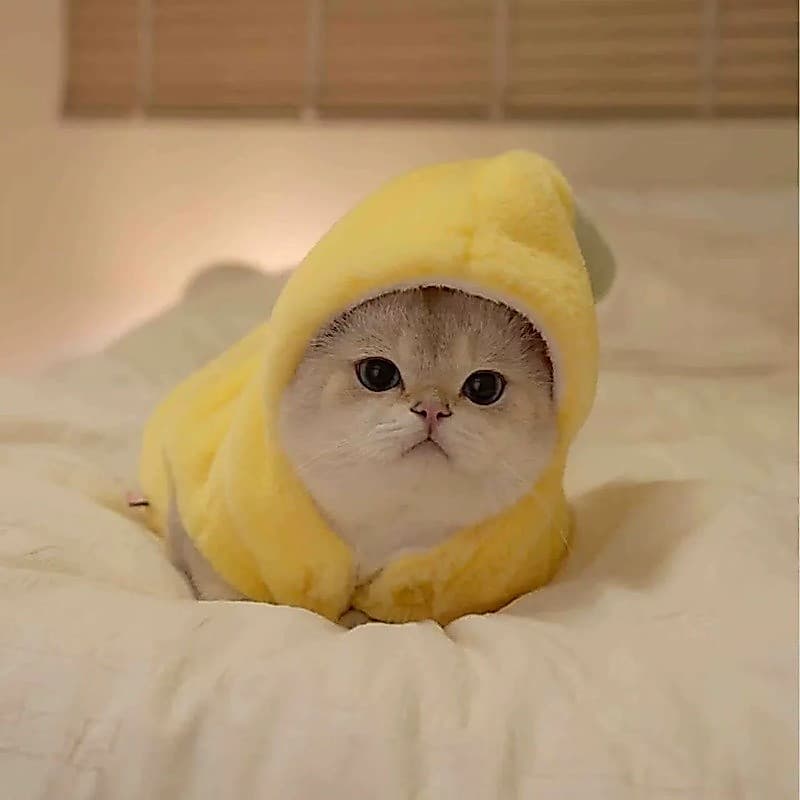 Roupas para gatos de estimação, roupas divertidas para cães, saia de Banana, pelúcia, Bichon, roupas de boneca, outono i