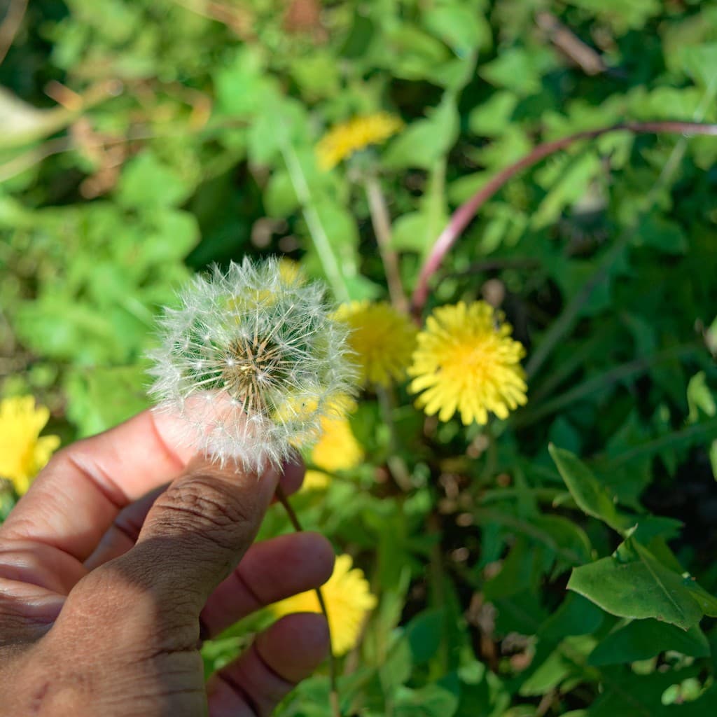 Sementes de Dente de Leão ~ Taraxacum officinale ~ PANC de flores amarelas p/ jardim ou horta