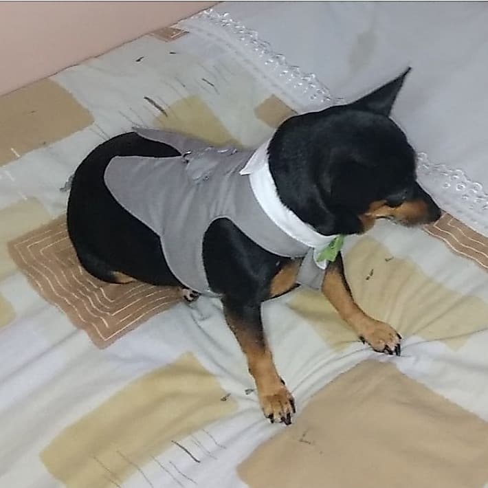 Peitoral Smoking Fraque para pet Macho-Roupa pet noivo casamento, festa - Pet do porte pequeno ao grande para cão e gato